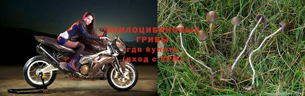 молекула духа Аркадак