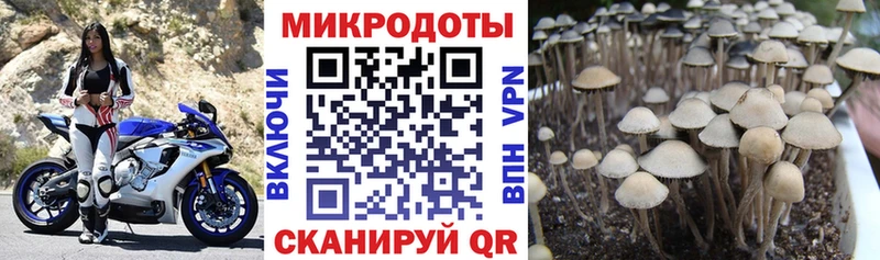 Псилоцибиновые грибы MAGIC MUSHROOMS Коммунар