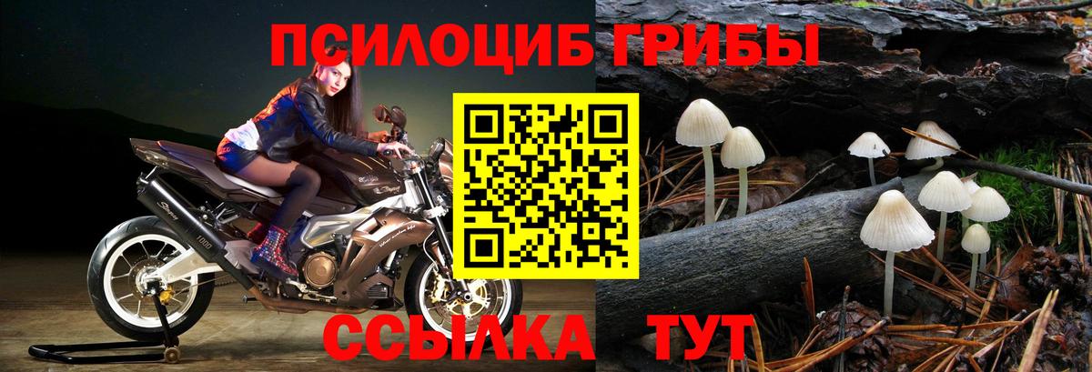 Галлюциногенные грибы Psilocybe  Вход с VPN  Коммунар 